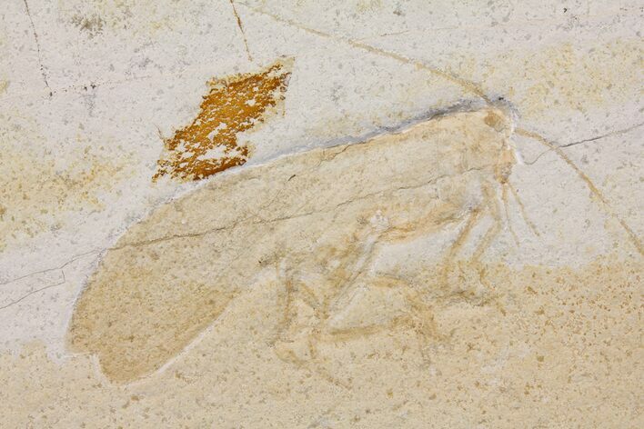 Giant Jurassic Locust (Pycnophlebia) Fossil - Solnhofen Limestone #167801